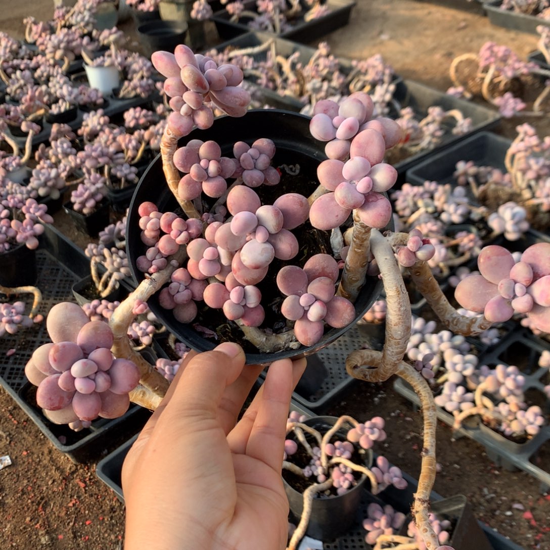 桃蛋老桩不带盆36号