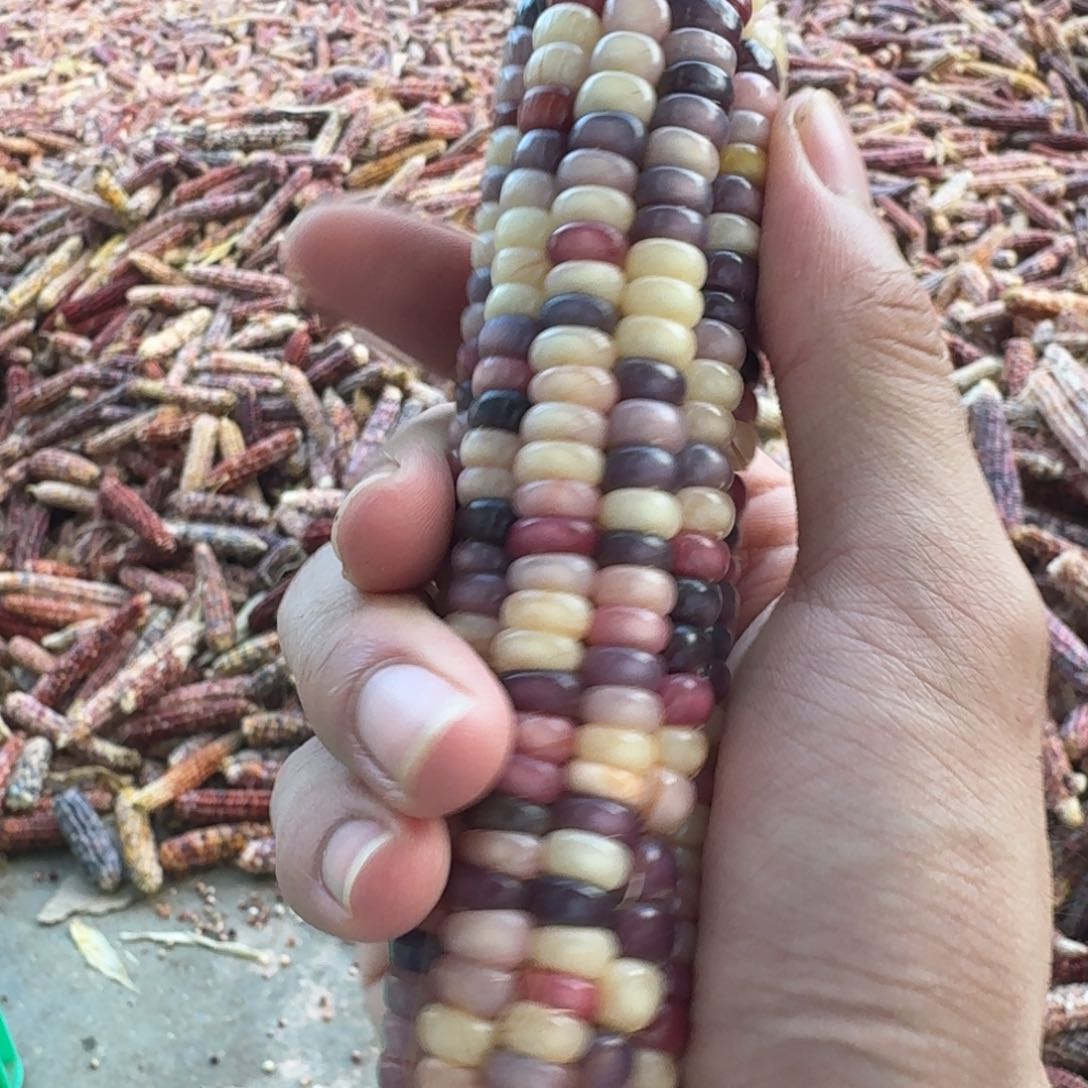 ****️柏香籽/百香籽吊坠