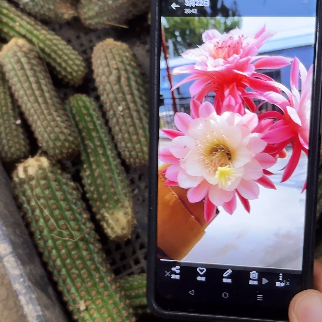 2颗金一金妞侧牙20包邮瑕疵底下