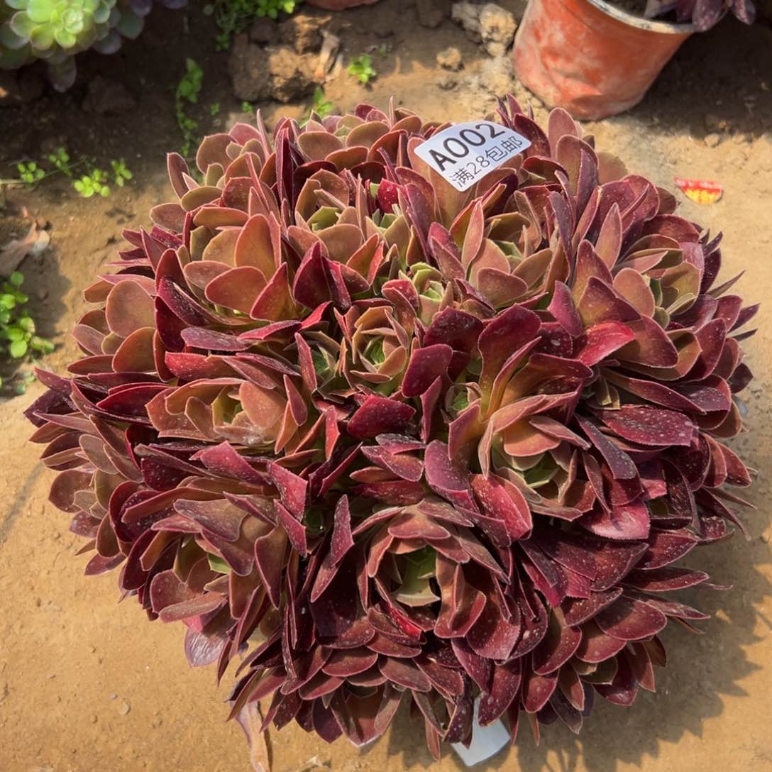 002多肉      玫瑰法师