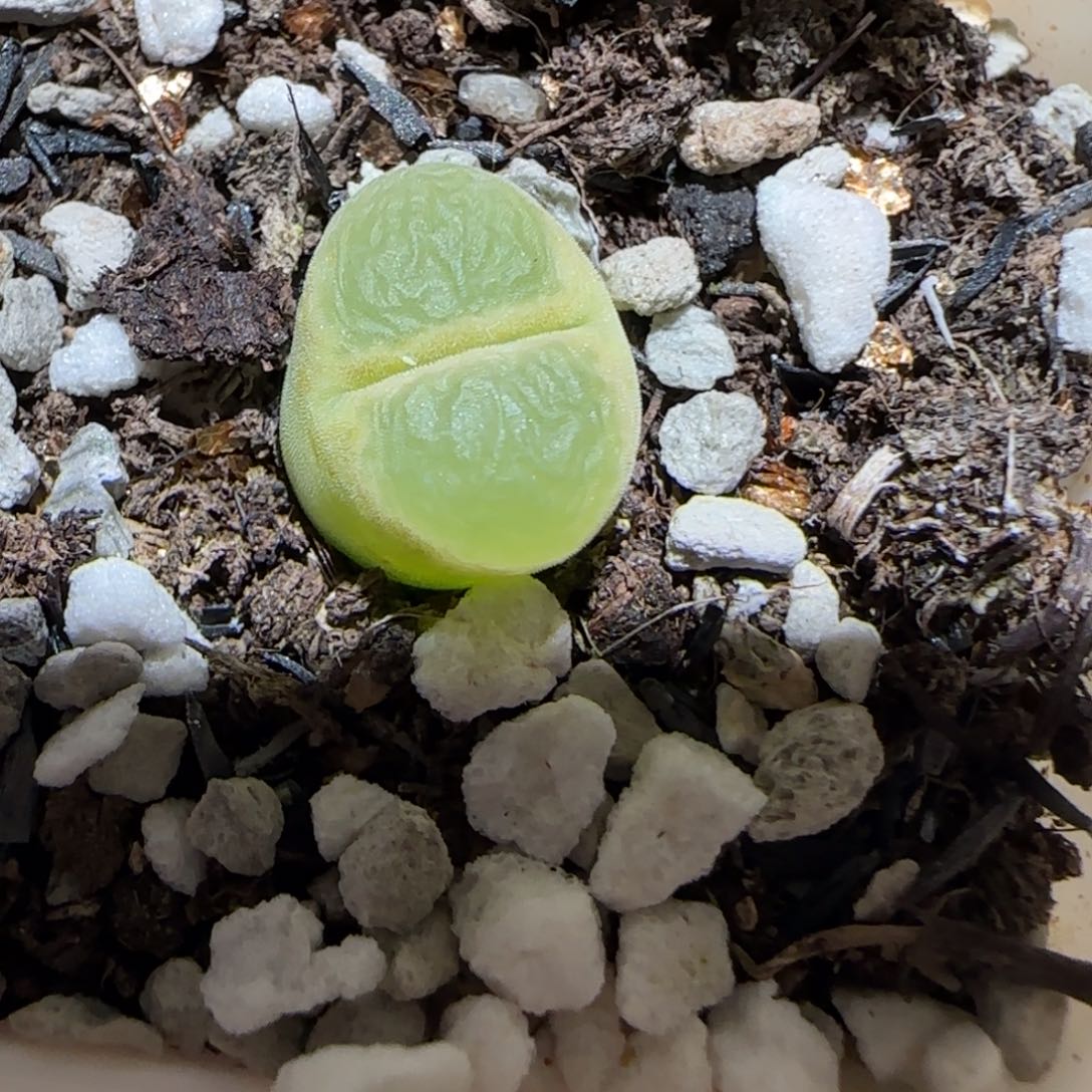 肉锥多肉植物百科-1797.7、805