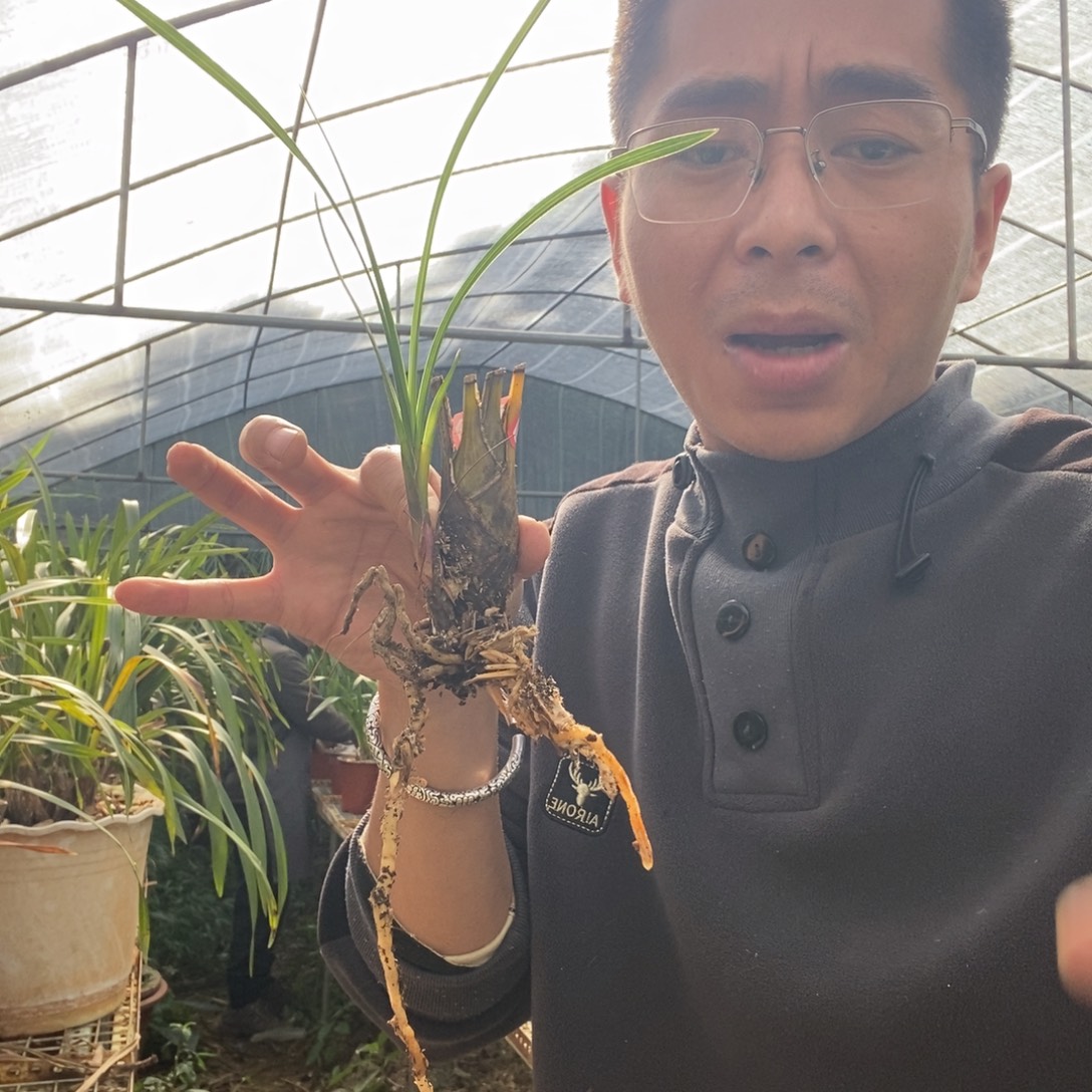 完全开放9红花金丝