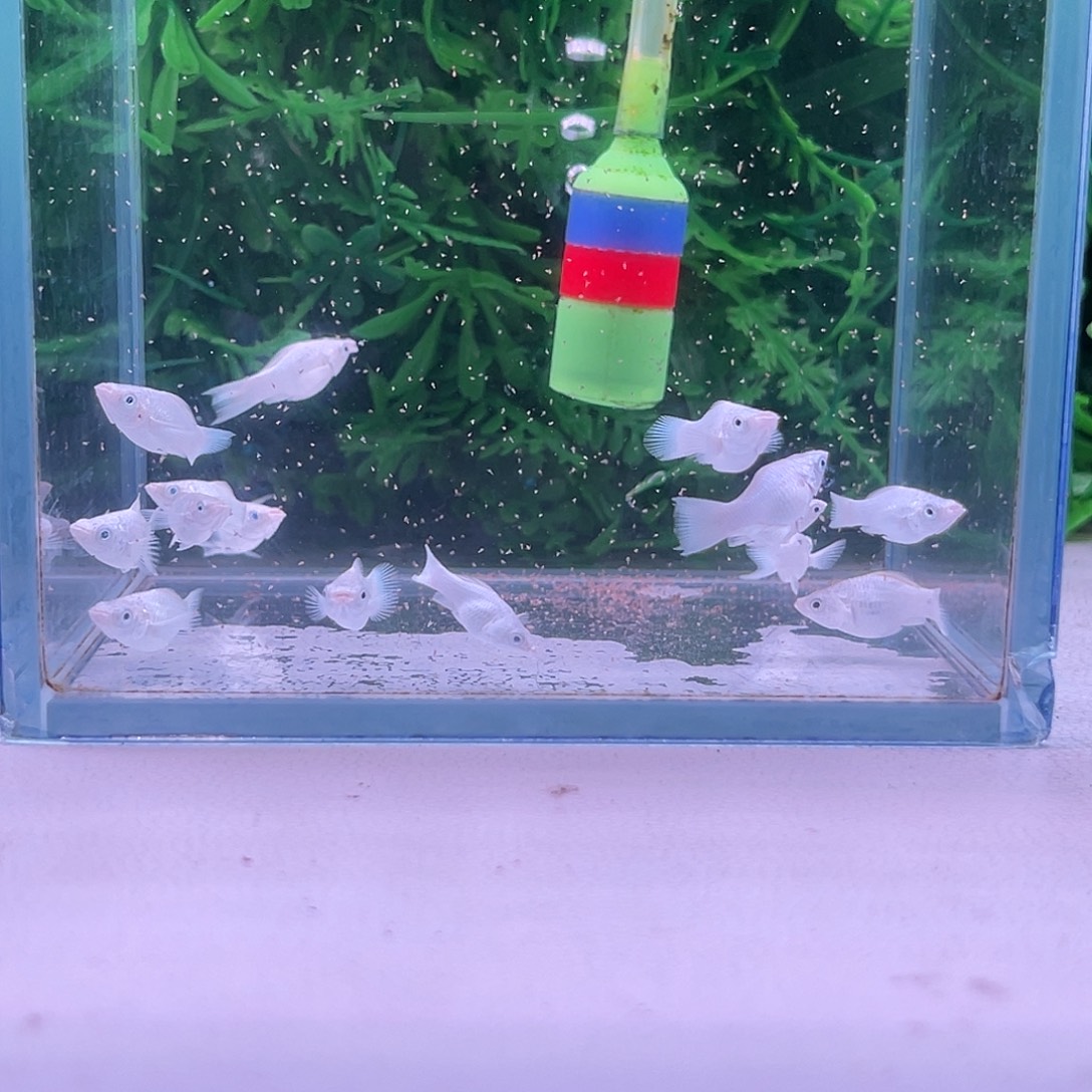 黑玛丽鱼26号玛丽苗子10+5备损