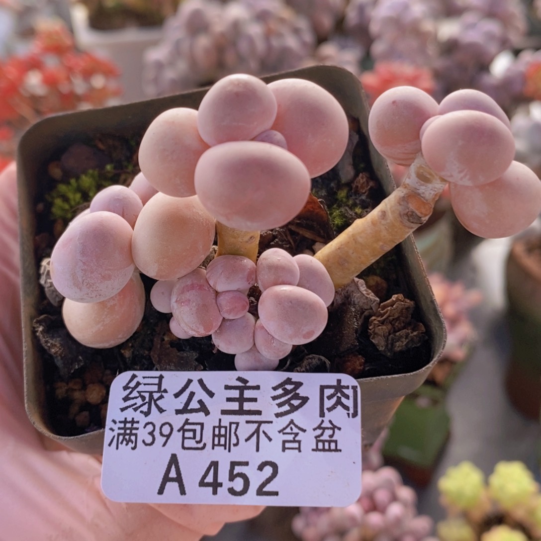 橙奶6cm452多肉植物