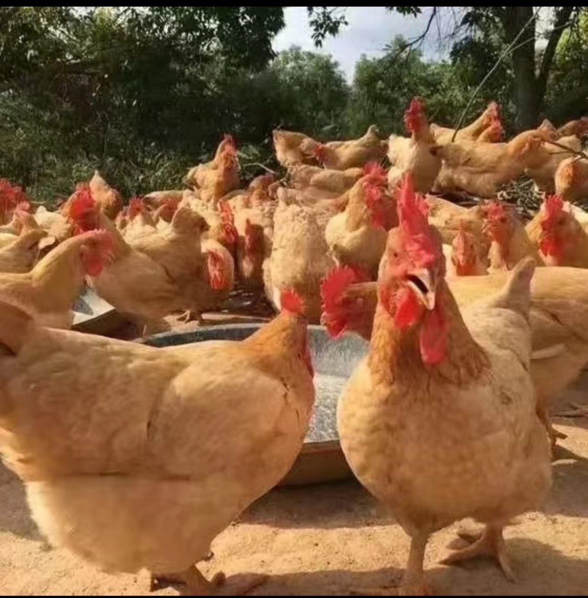 三黄鸡新鲜现杀正宗美味顺丰包邮