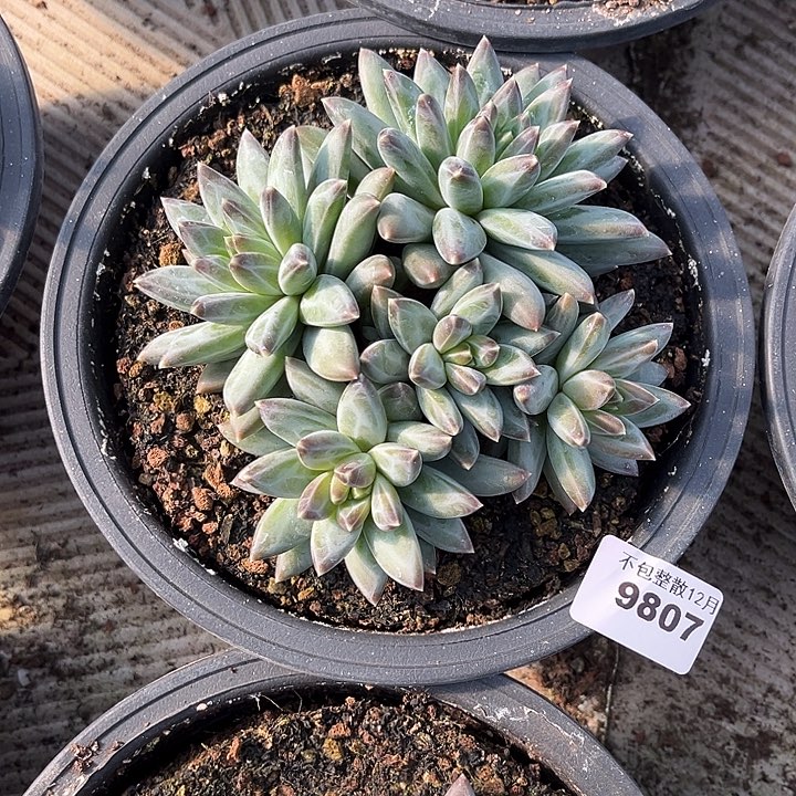 阿雅园艺。       9807