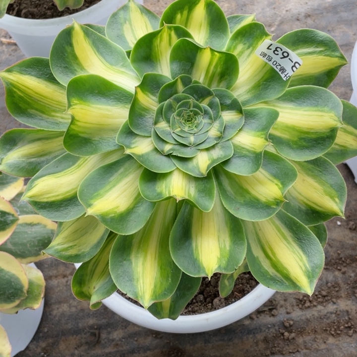 631暴君多肉123456789