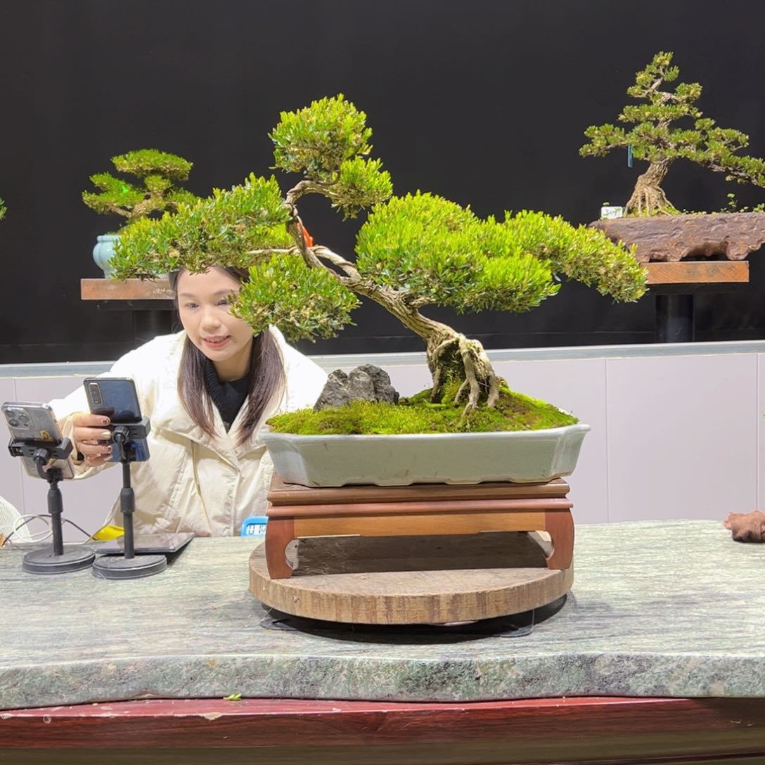 黄杨盆景老桩四季长青