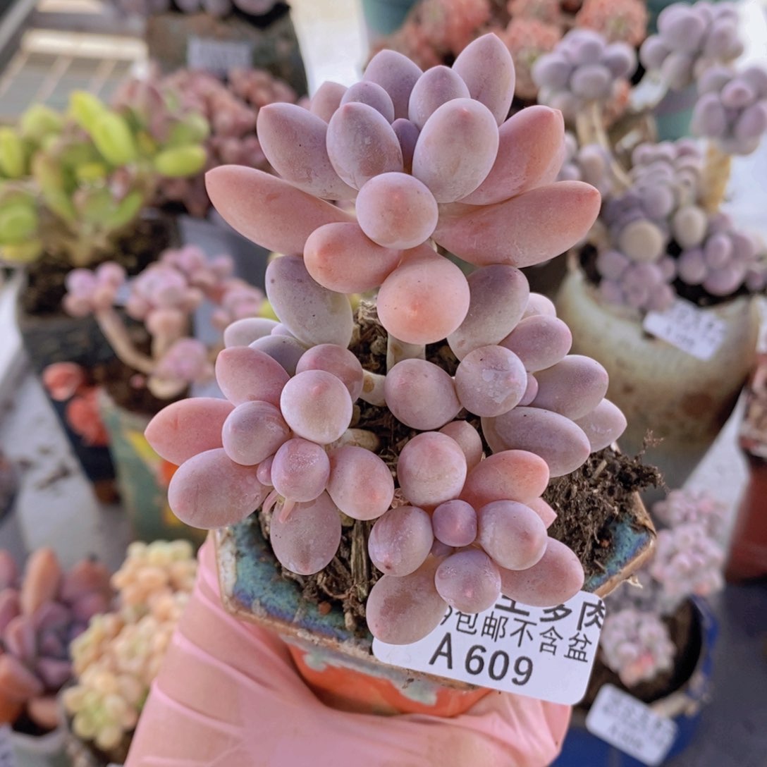 汤圆7cm609多肉植物