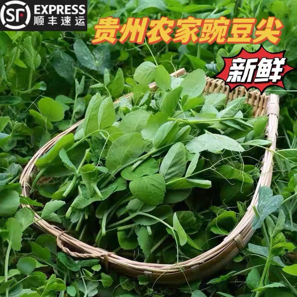 【顺丰直达】贵州豌豆尖新鲜蔬菜火锅菜当季豌豆苗嫩豌豆秧龙须菜