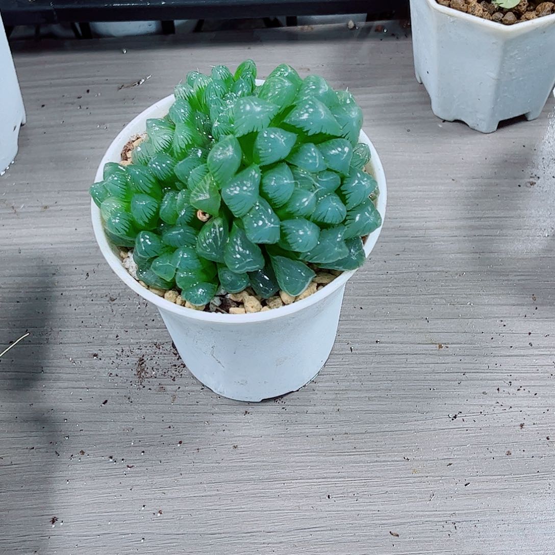 糯姬玉露一勿一拍