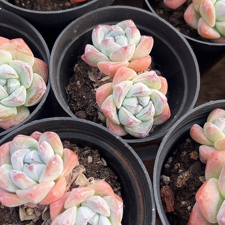 三盆  双头   奶油冰玉