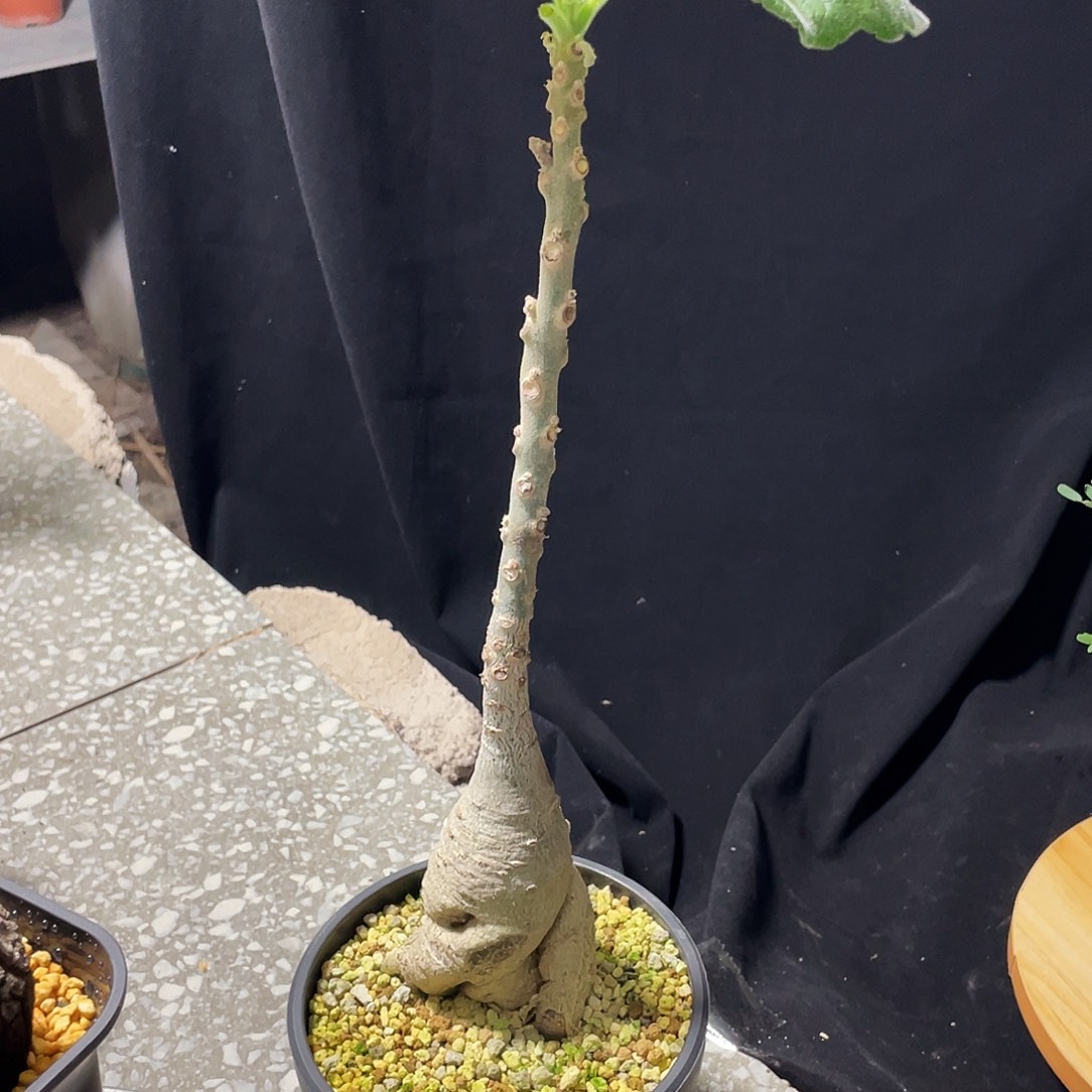 哈***Q安卡丽娜6666666666666