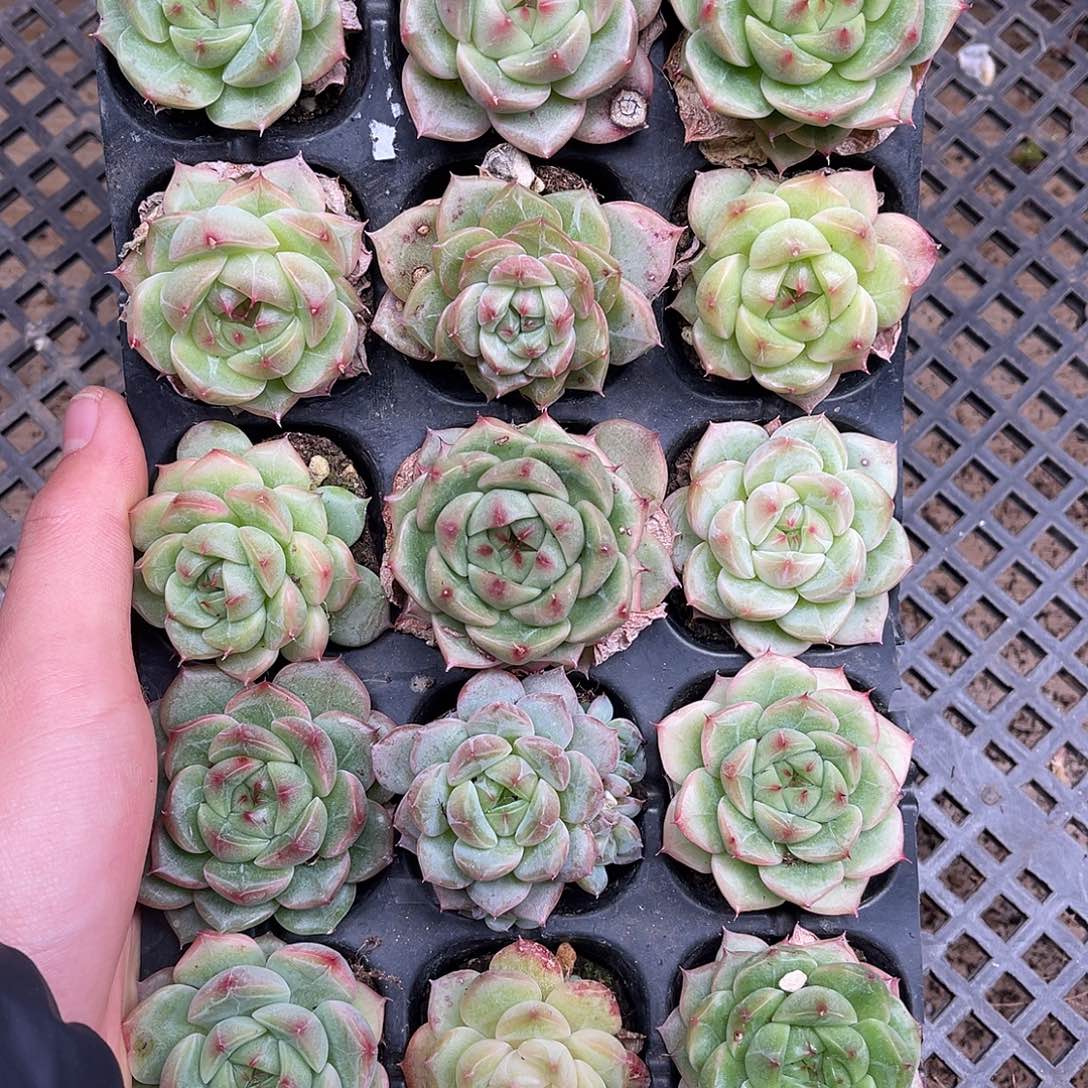 多肉一物一拍6-131