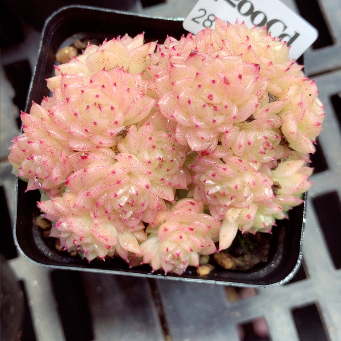 5厘米盆精控多肉4200