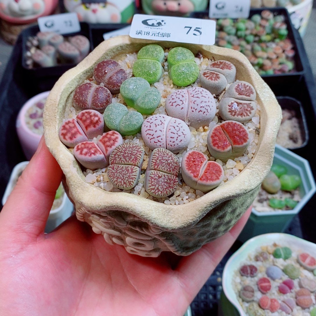 生石花花花花花花花花75