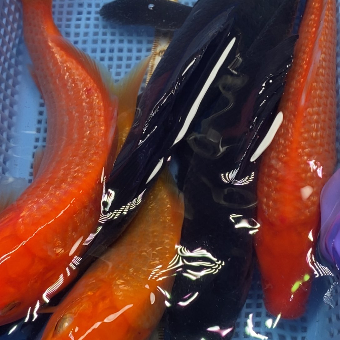 锦鲤冷水錦鯉包郵