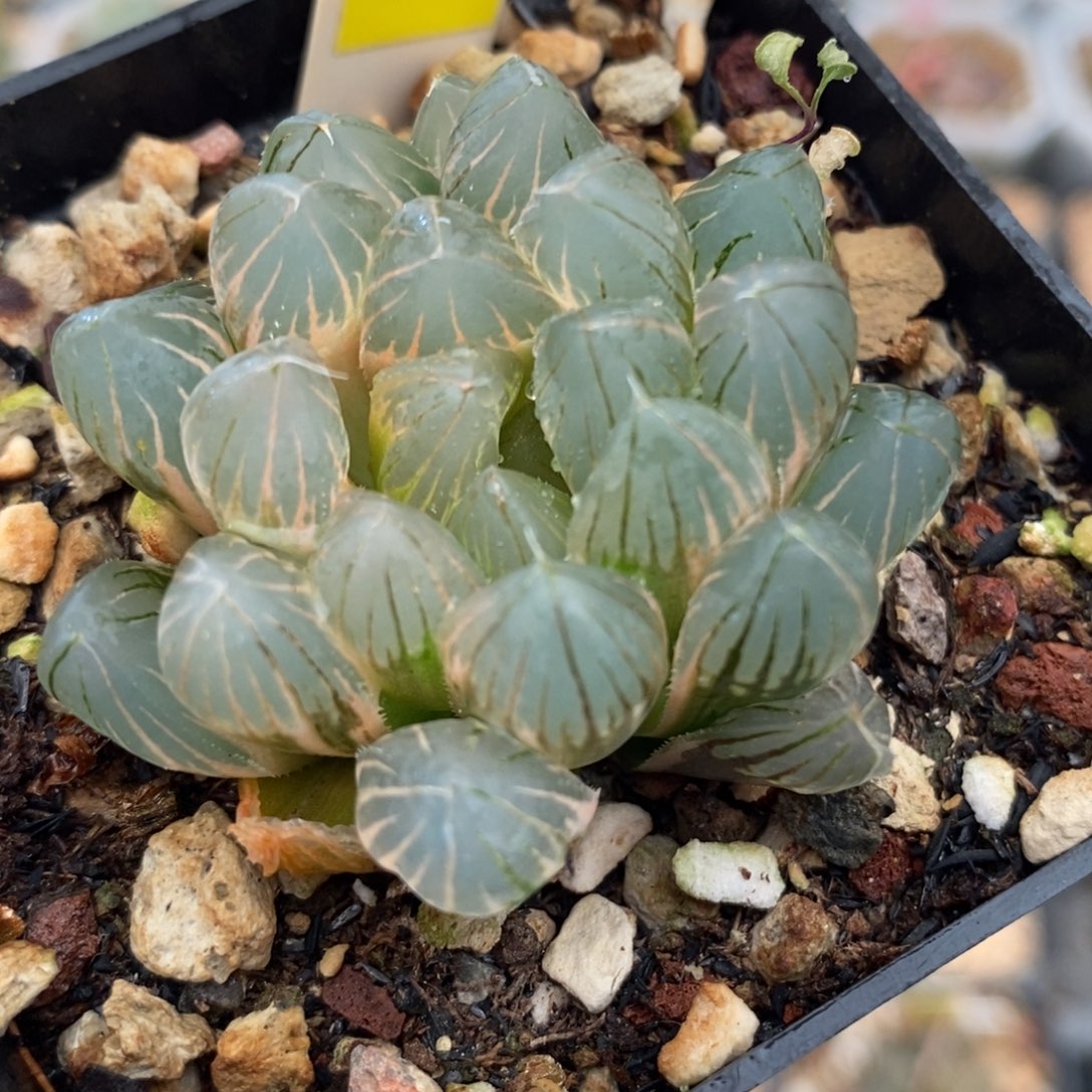 129霓虹灯玉露多肉植物