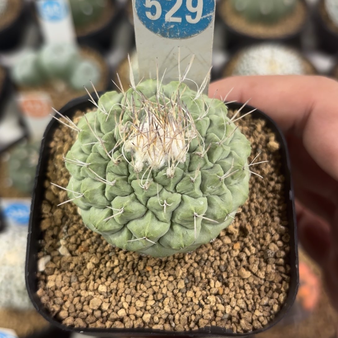 529实生菊水带盆带土发货