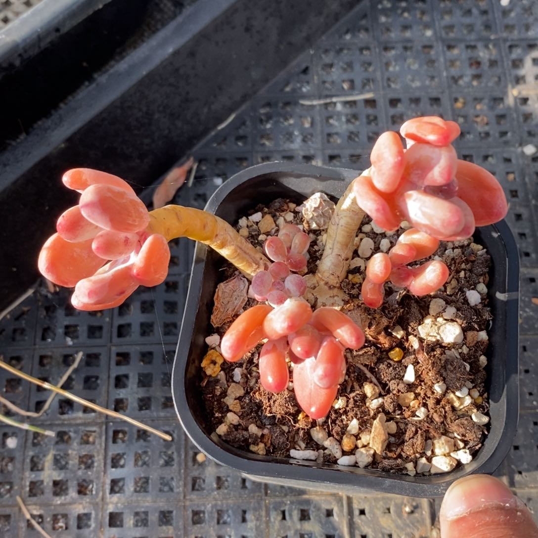 一物一拍多肉植物-