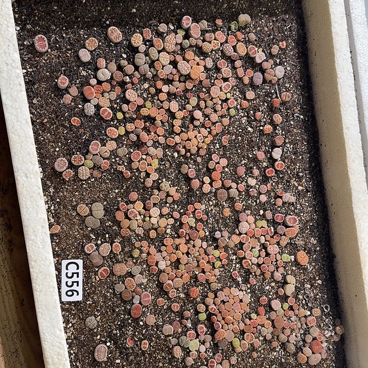 生556石花整框脱土发货不售后