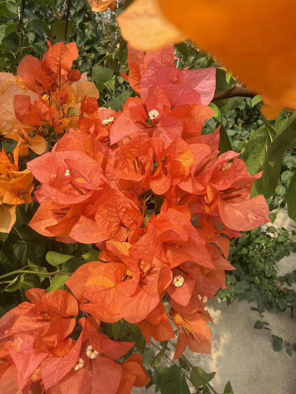 阿达娜（带花发货）三角梅布袋小苗