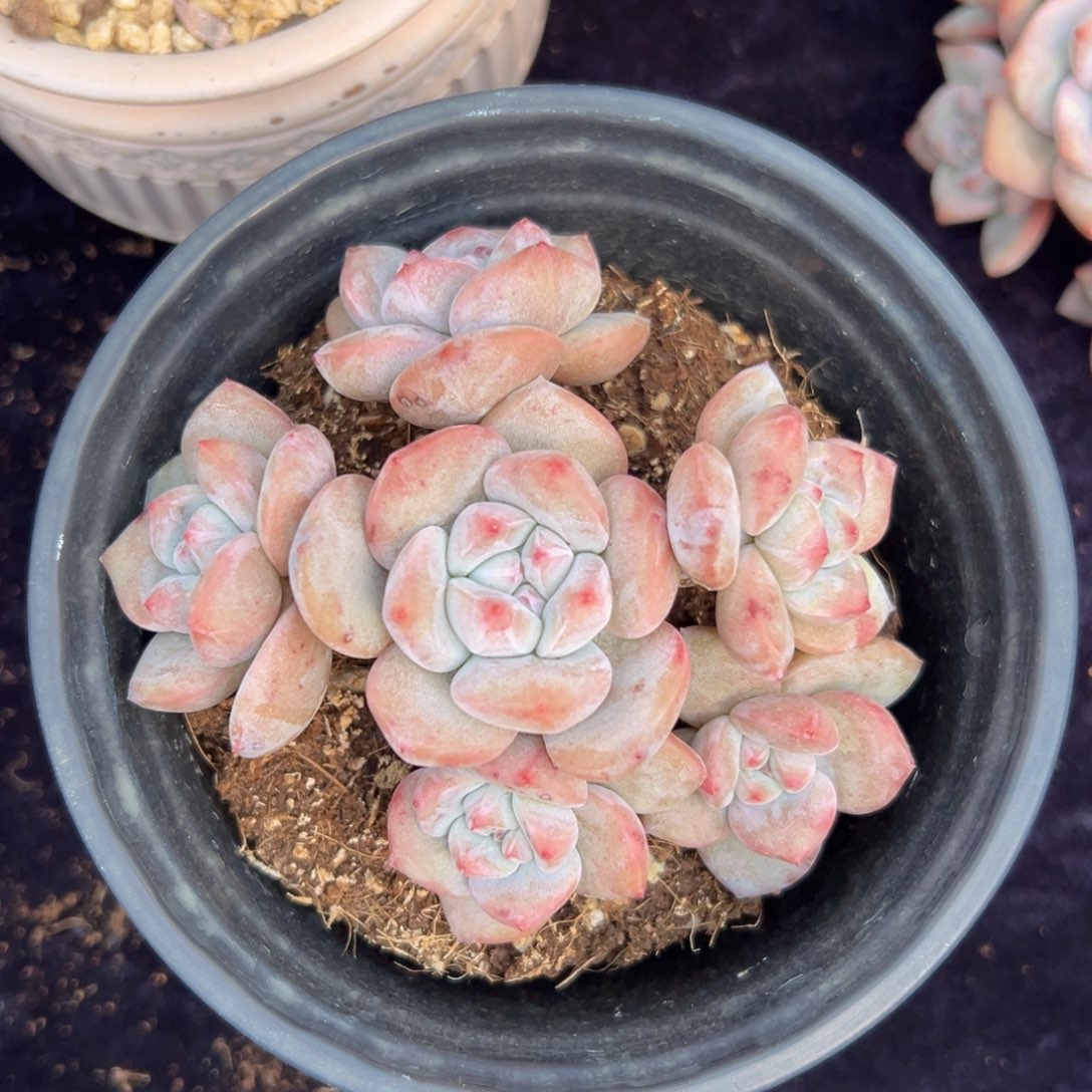 新年快乐 新年快乐