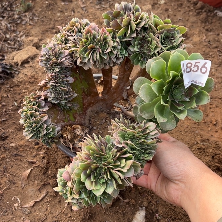 玫瑰缀多肉植物856.