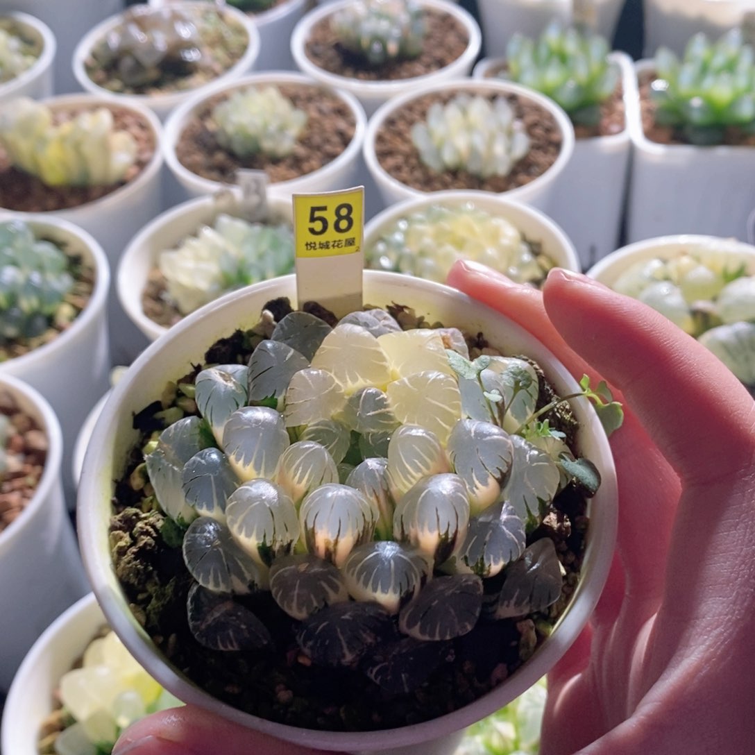 冰灯玉露母本锦多肉植物