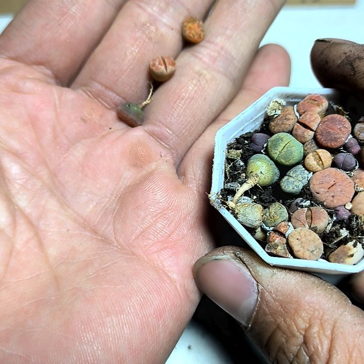 满6元包邮，生石花巨小十颗，小小小