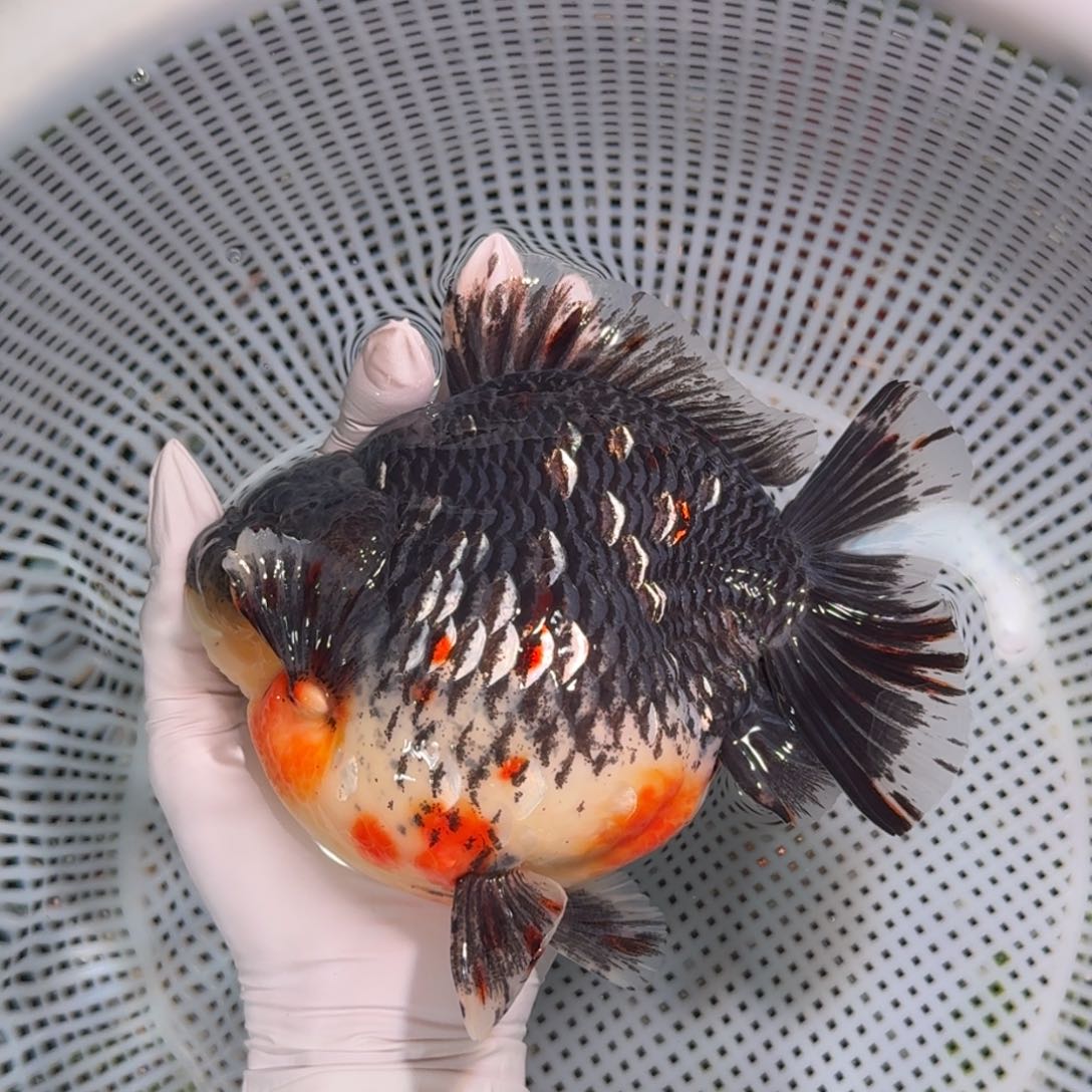 金鱼类不分公母17