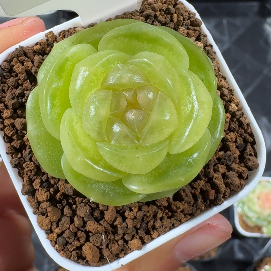 1115-39-素素单头