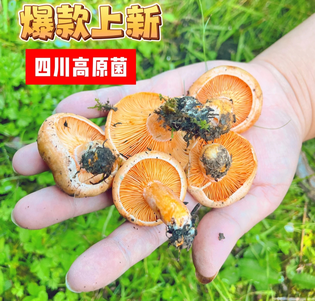 川西高原野生《松树菌》现采现发顺丰冷链航空包邮