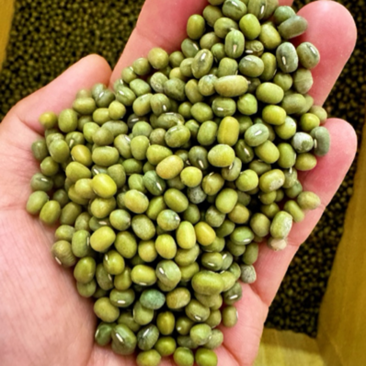 农家大绿豆可打豆浆生豆芽煮粥煲汤食用