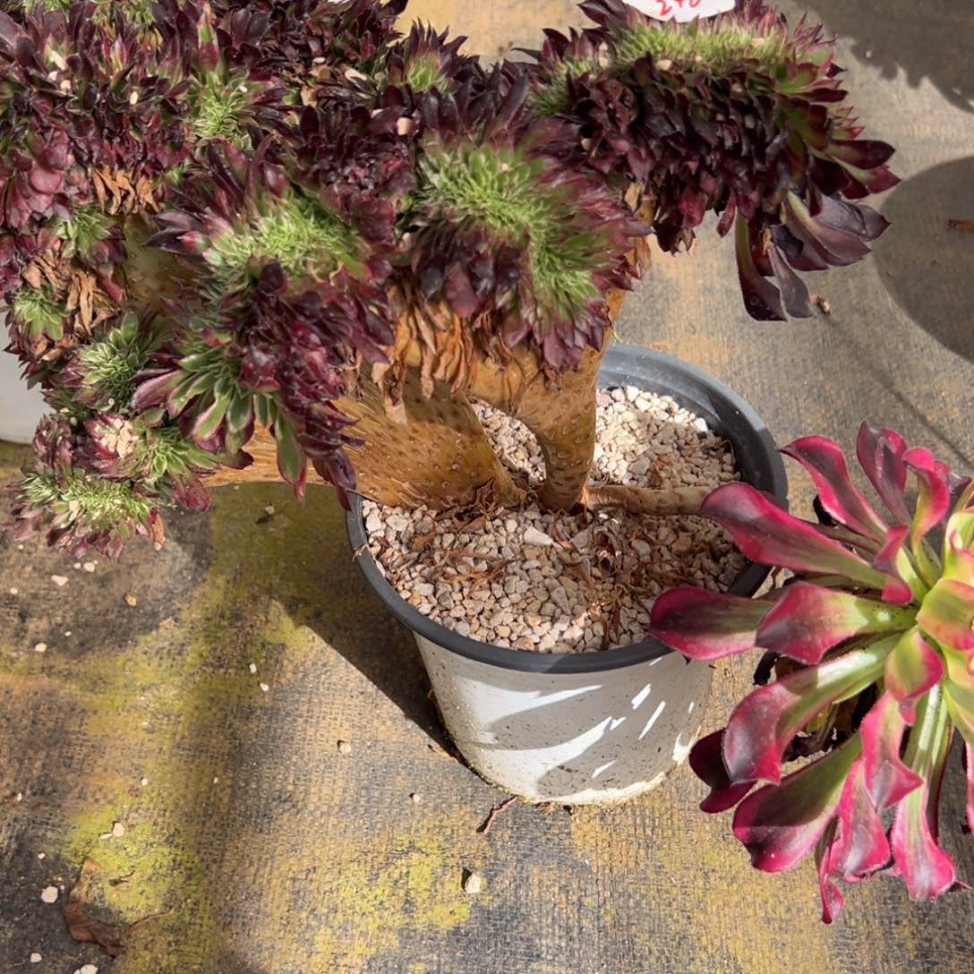 248天合缀多肉多肉龙头不包