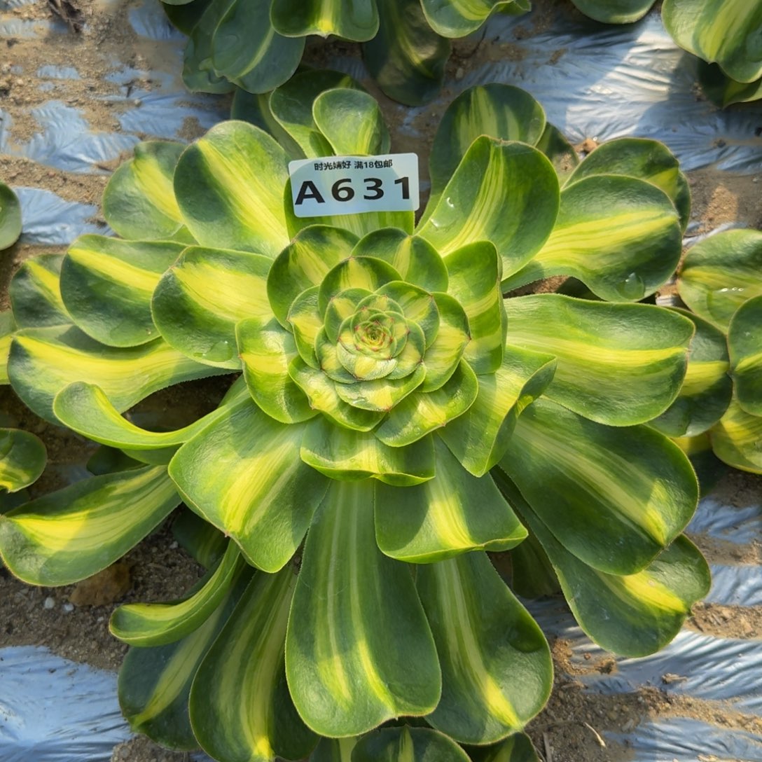 631暴君 多肉植物