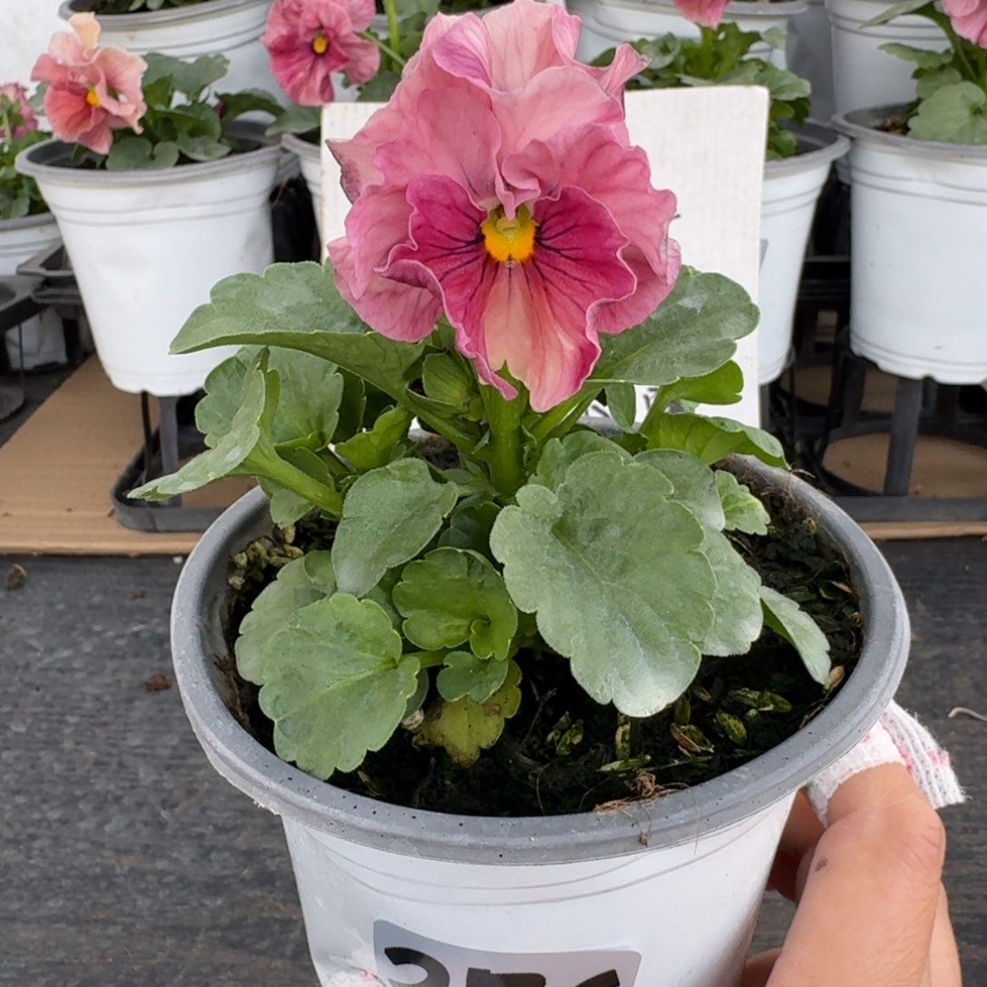 全部花朵276号玛丽林