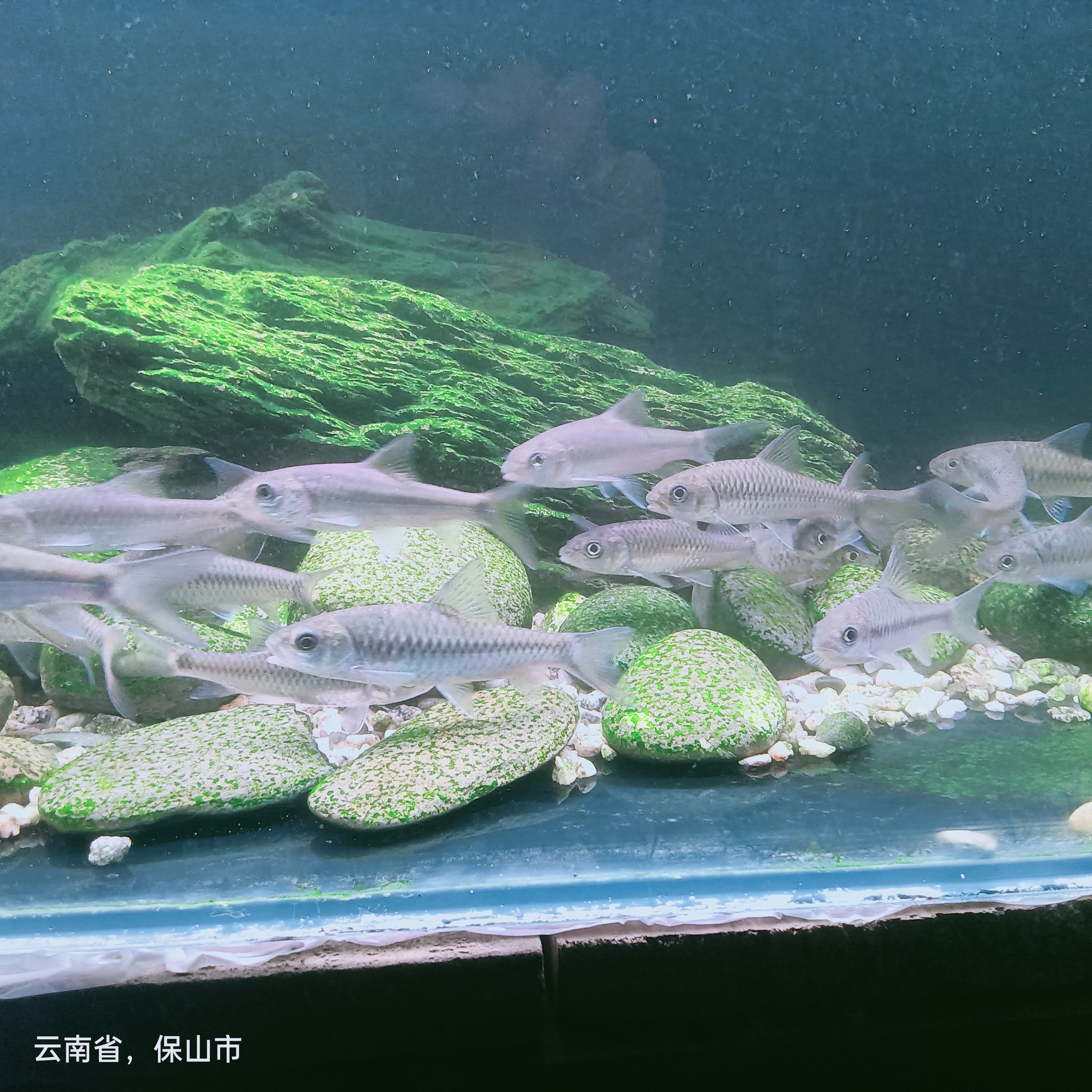 异口8一10厘米4条送一条实发5条