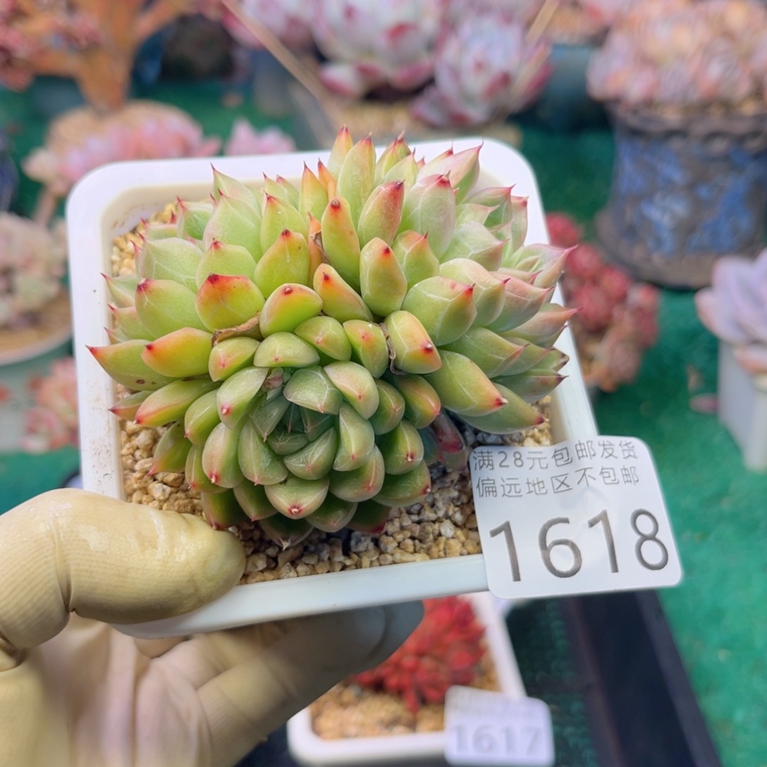 大1618；h s b zh ch b n