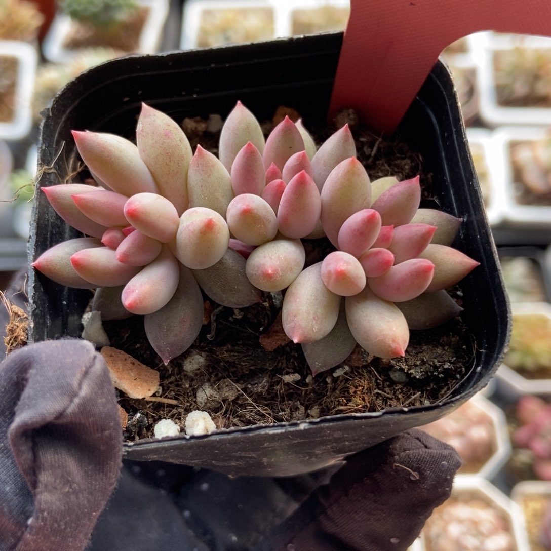 7008虞美人多肉植物保护