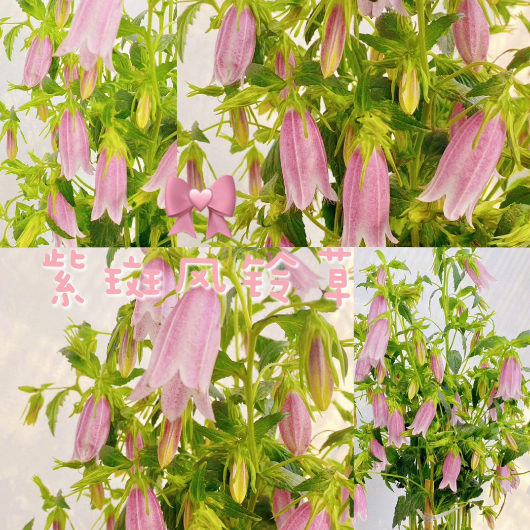 【紫斑风铃】庭院阳台开花植物 (开花机器 花期长）