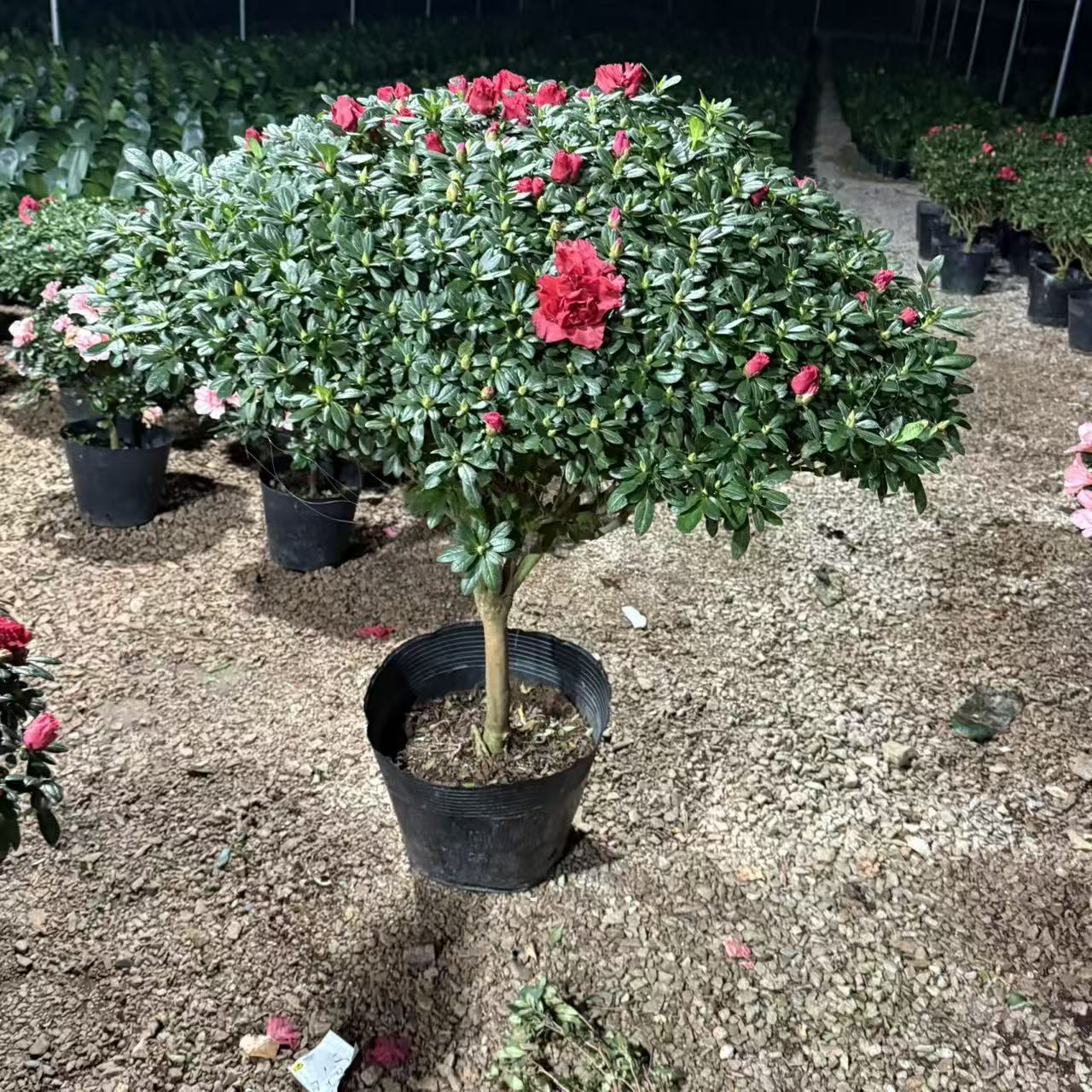 杜鹃花花卉盆栽花卉喜庆大红色盆栽多季开花绿植物好养易活室内外