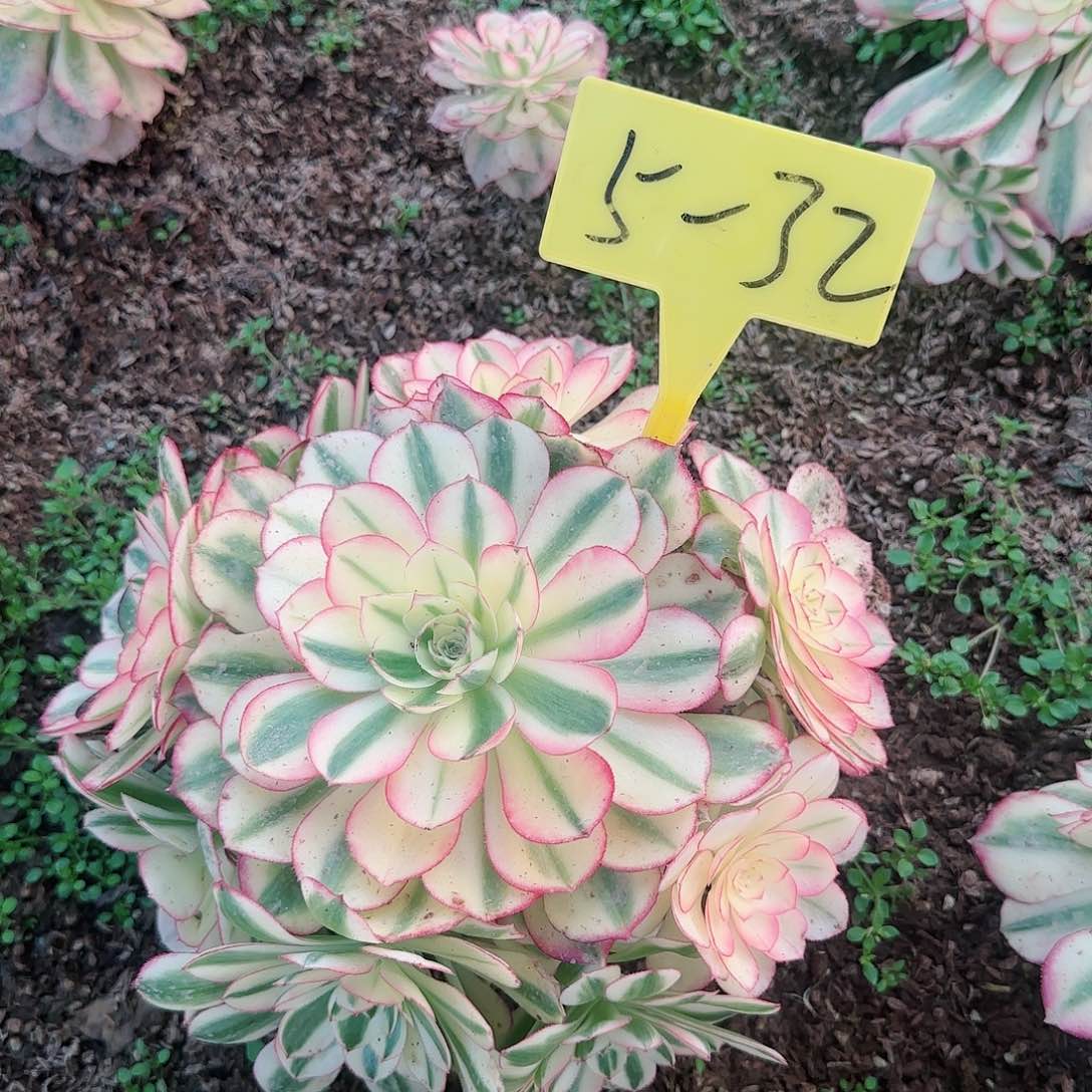 5-32--+多头多肉植物倾城之恋多头