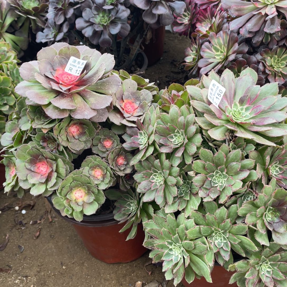 丰***行150-128两颗多肉法师断枝不包