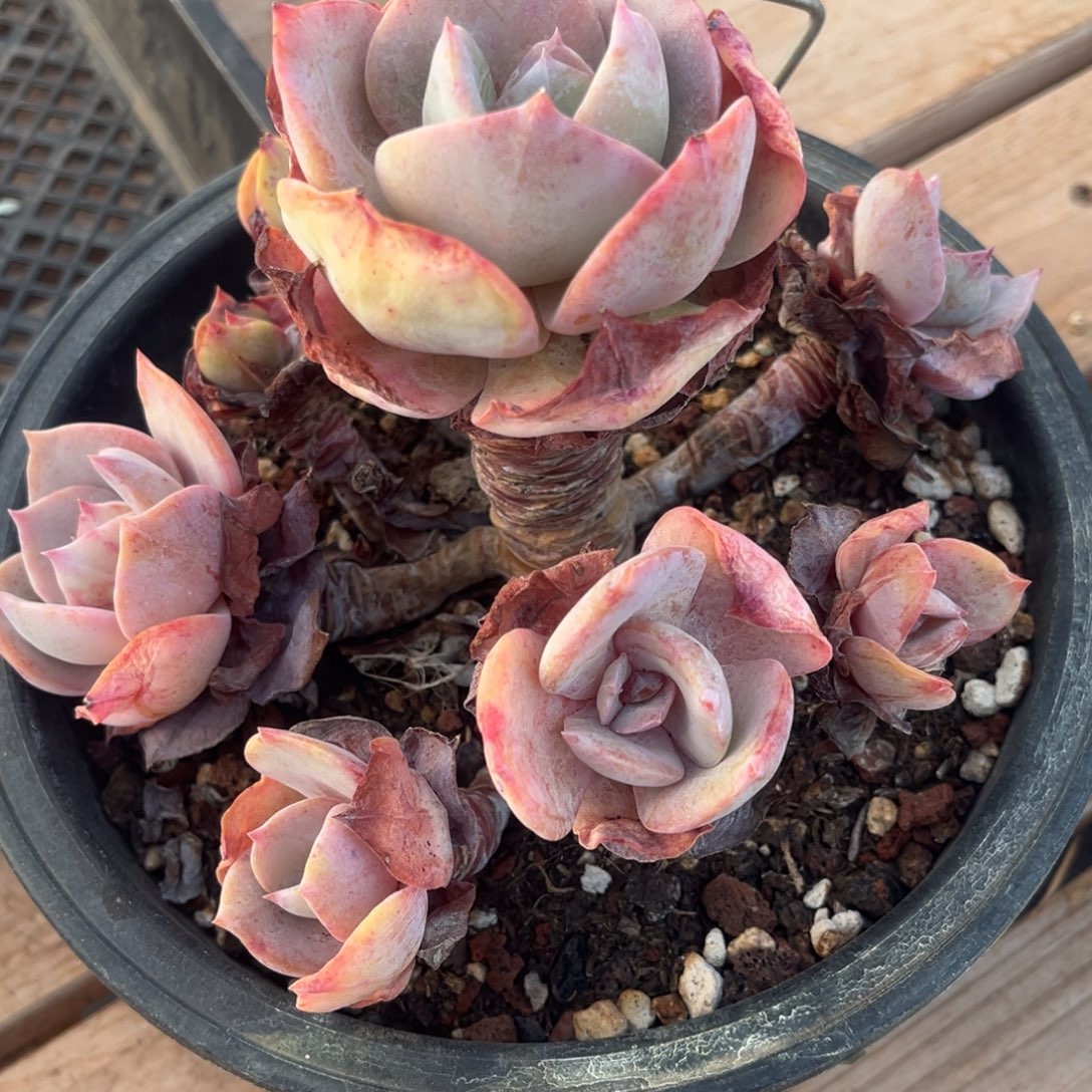 L****Lyj姐姐的白凤老桩