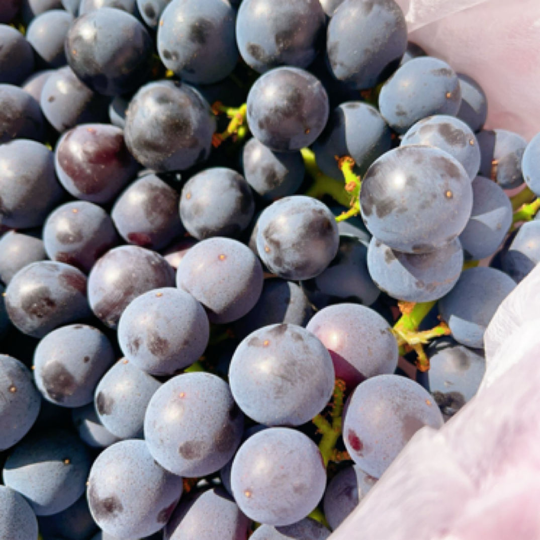 （仅限长春同城拍）甜脆多汁蓝莓葡萄水果带箱约4斤新鲜四川省