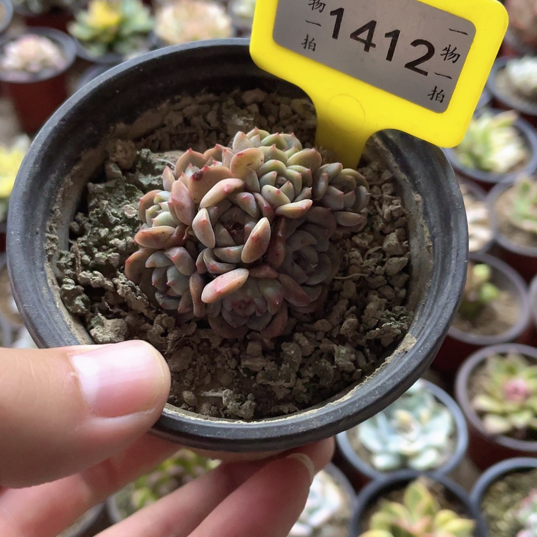 西***心1412号多肉植物盆栽