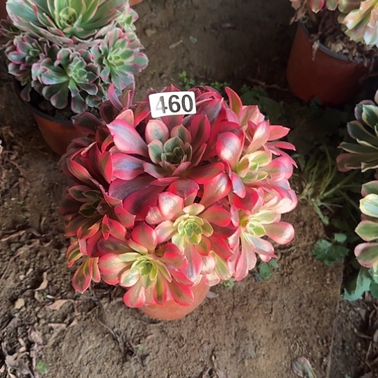 无花朵女妖460号不包断枝