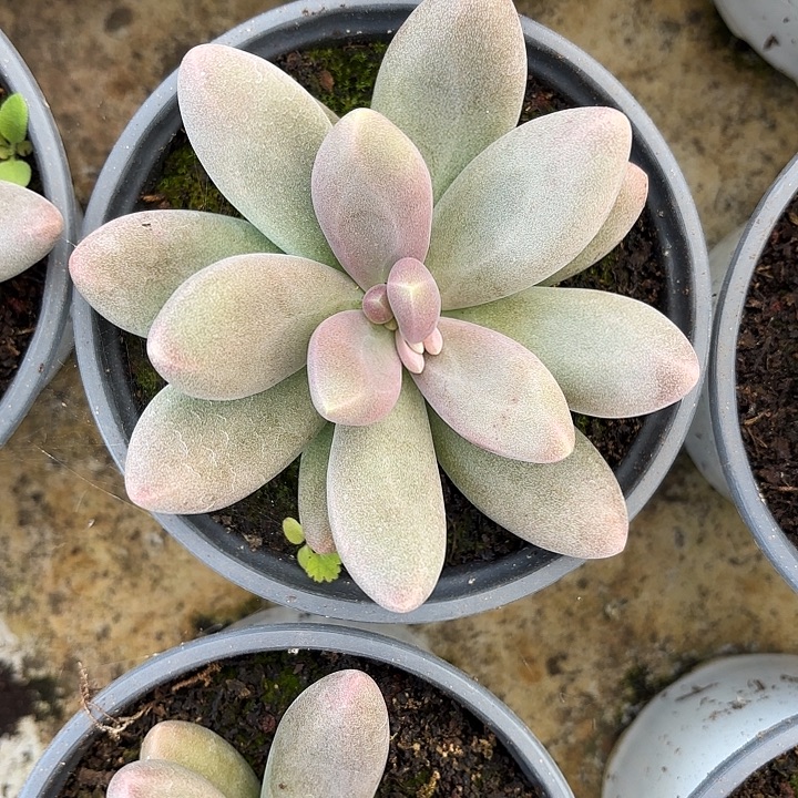 糖果美人（拍满18发货、偏远地区不包邮）