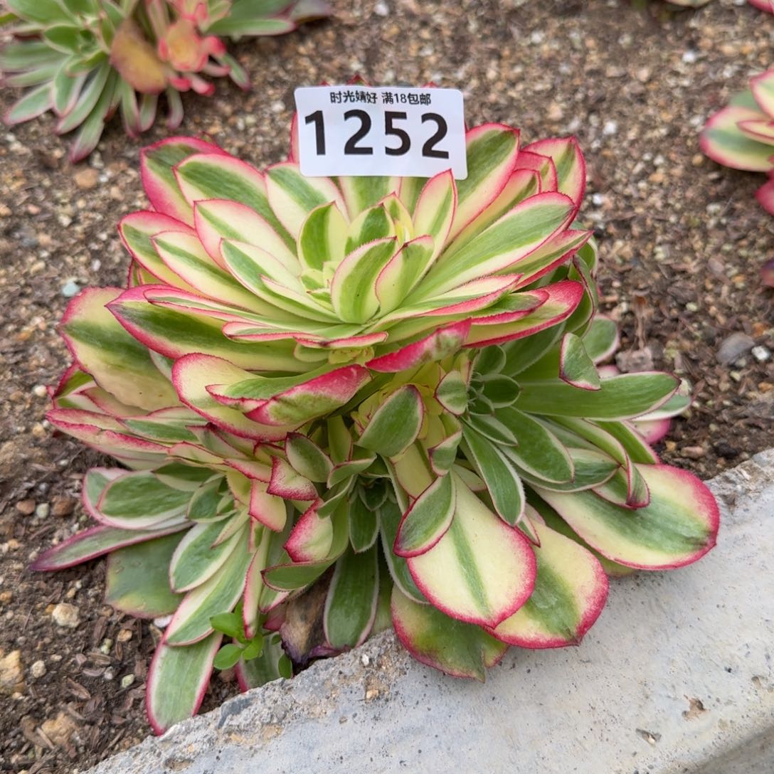 1252荔枝。多肉植物